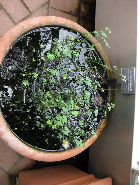 File:576px-IMG 1016 bbg09.jpg