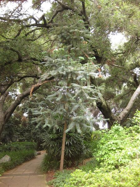 File:576px-IMG 7248 hunt09jun.jpg