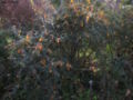 Berberis darwinii