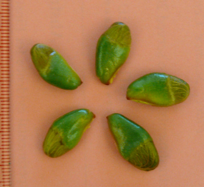File:Clausena lanseium seeds.jpg