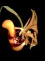 Coryanthes picturata
