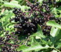 Ripe elderberries in August