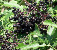 Ripening elderberries
