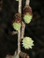 Male (above) and female (below right) cones of Japanese Larch emerging in spring