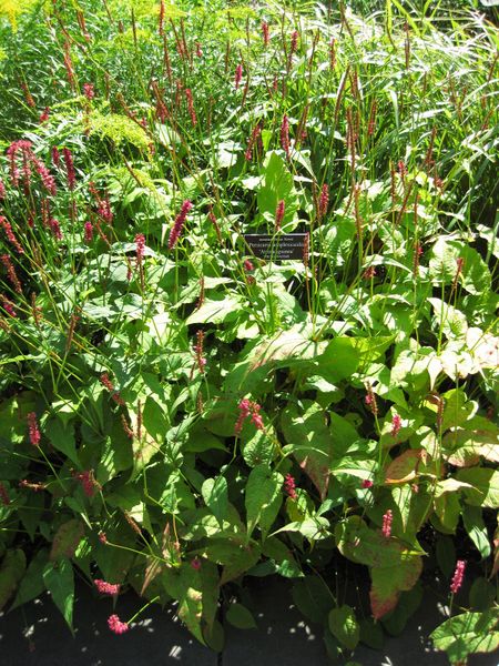 File:IMG 0007 nybg09.jpg