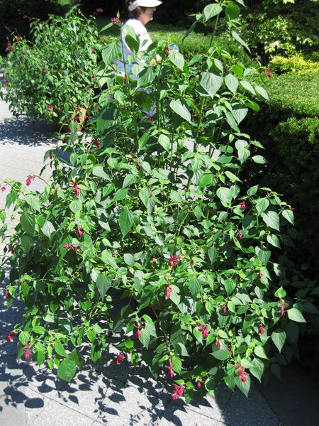 File:IMG 0077 nybg09.jpg