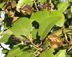 Leaves and fruit