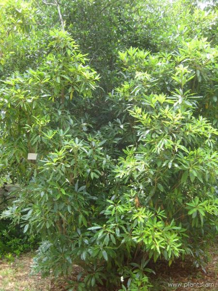 File:Pittosporum undulatum-IMG 3207 lokrun.jpg