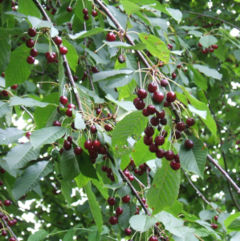 Wild Cherry foliage and fruit