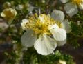 P. tridentata, Red Rock Canyon, Nevada