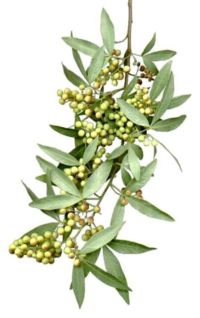A branch with drupes