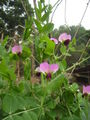 Thumbnail for version as of 11:01, 12 July 2007