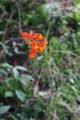 Epidendrum radicans in the wild.