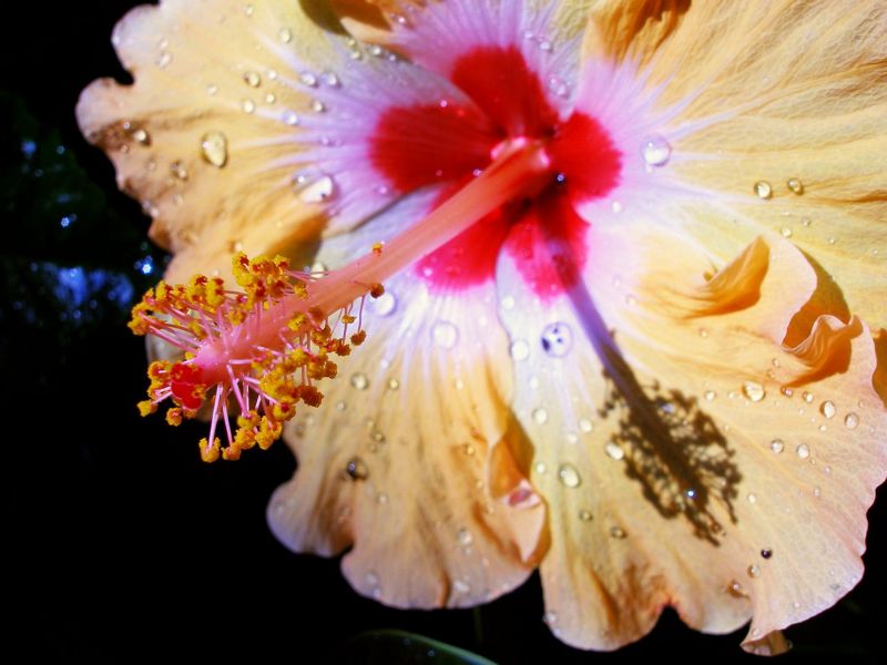 File:Yellow pink hibiscus-5649.jpg