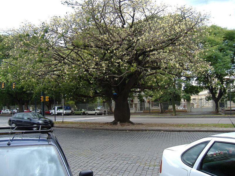 File:1024px-Ceiba speciosa 2.jpg