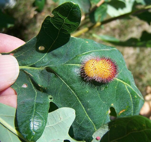 File:1085px-Oak hedgehog gall.jpg