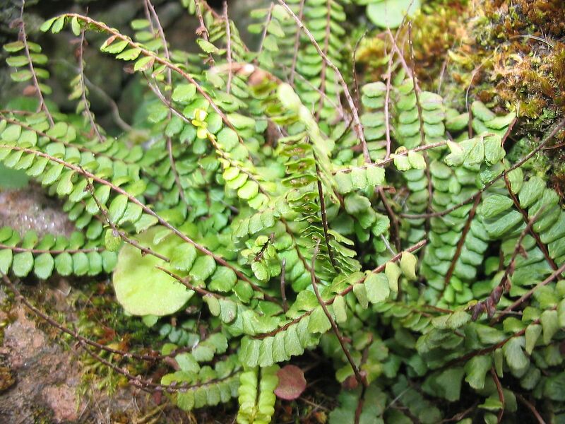 File:1280px-Asplenium azoricum (Habitus).jpg
