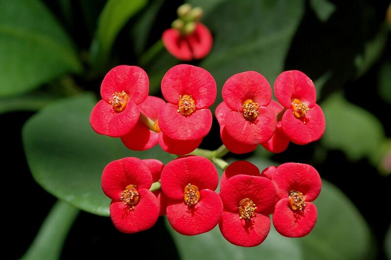 File:1280px-Euphorbia Milii flowers.jpg