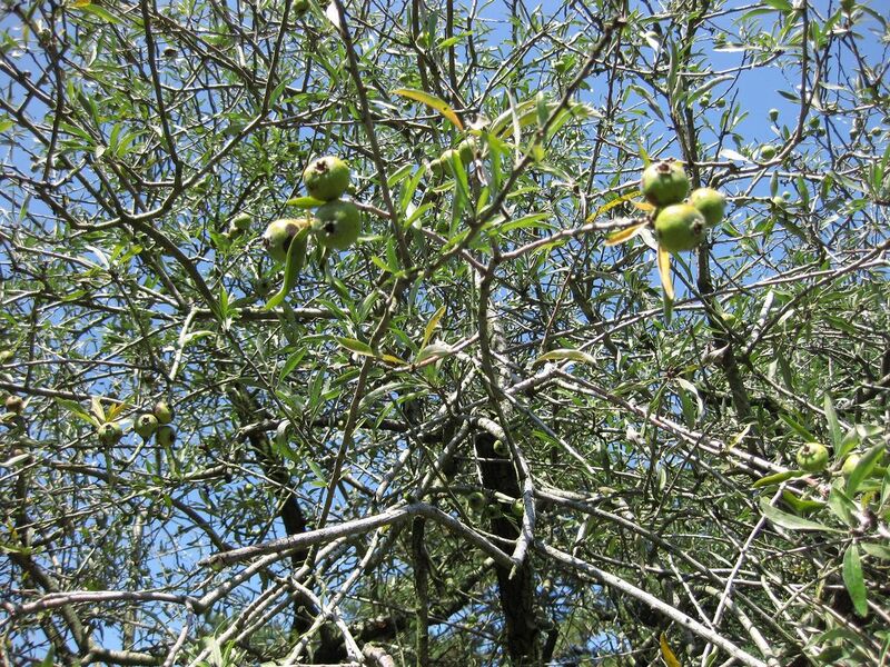 File:1280px-IMG 0328 nybg09.jpg