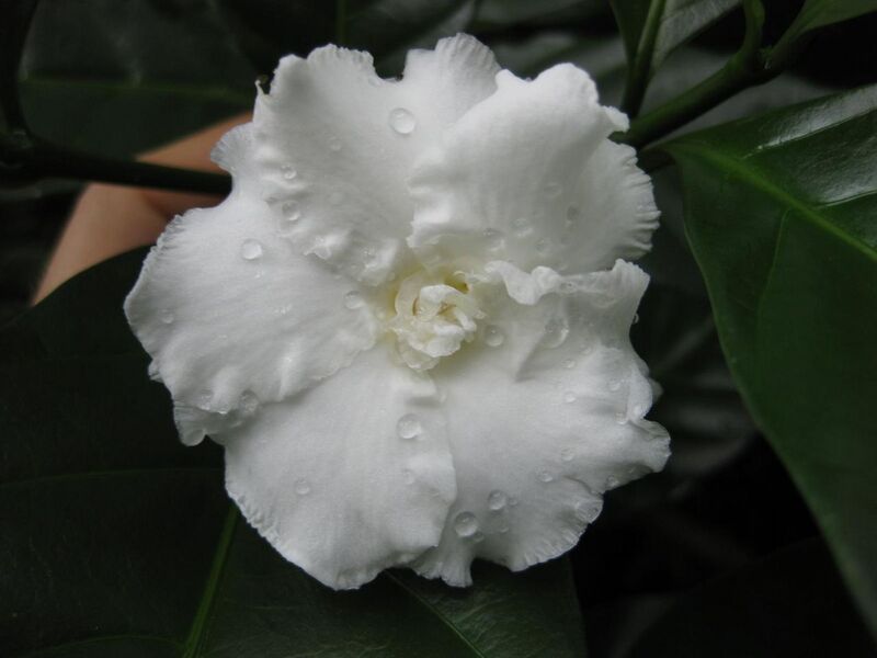 File:1280px-IMG 1208 bbg09.jpg