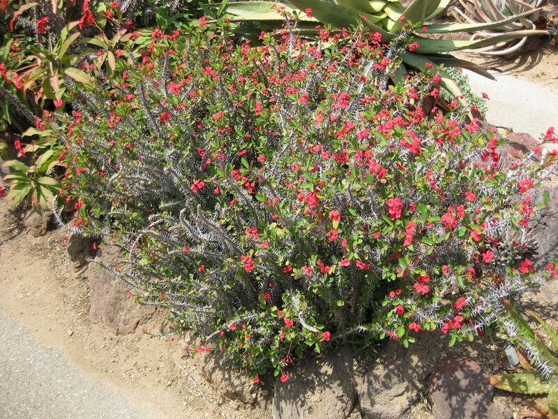 File:1280px-IMG 4347 hunt0904.jpg