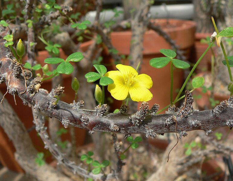 File:1280px-Oxalis gigantea 1.jpg