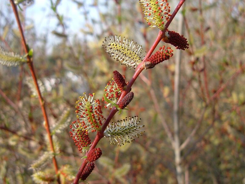File:1280px-Salix purpurea.JPG