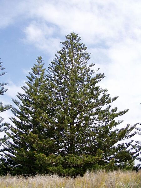 File:576px-Araucaria heterophylla 01.jpg