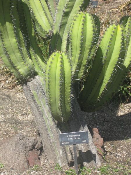 File:576px-IMG 2251 hunt0903.jpg