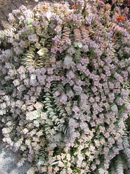 File:576px-IMG 4281 hunt0904.jpg