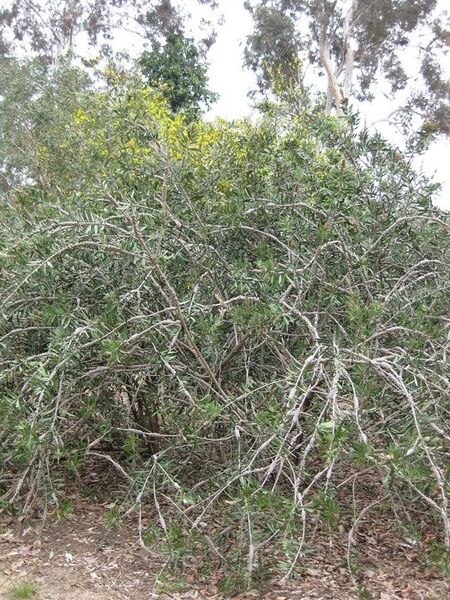 File:576px-IMG 4833 hunt0904.jpg