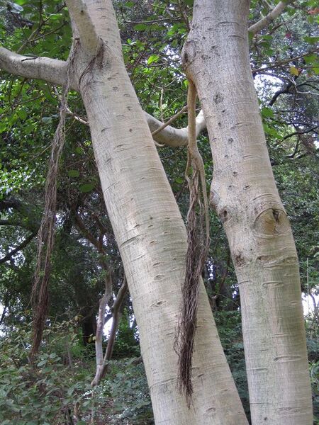 File:576px-IMG 5021 hunt0904.jpg