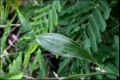 Transitional leaf