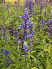 Blue Sage Salvia azurea