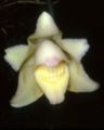 Bollea hemixantha