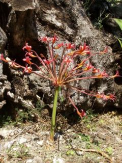 Brunsvigia josephinae