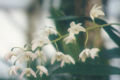 Dendrobium x delicatum (a natural hybrid)