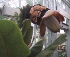 Esente superbum at the United States Botanic Garden