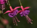 Thumbnail for version as of 13:49, 12 June 2007