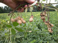 Thumbnail for version as of 16:10, 20 May 2007