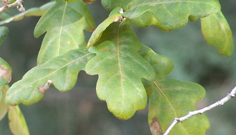 File:Quercus garryana close up.jpg