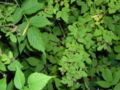Different size raspberry leaves