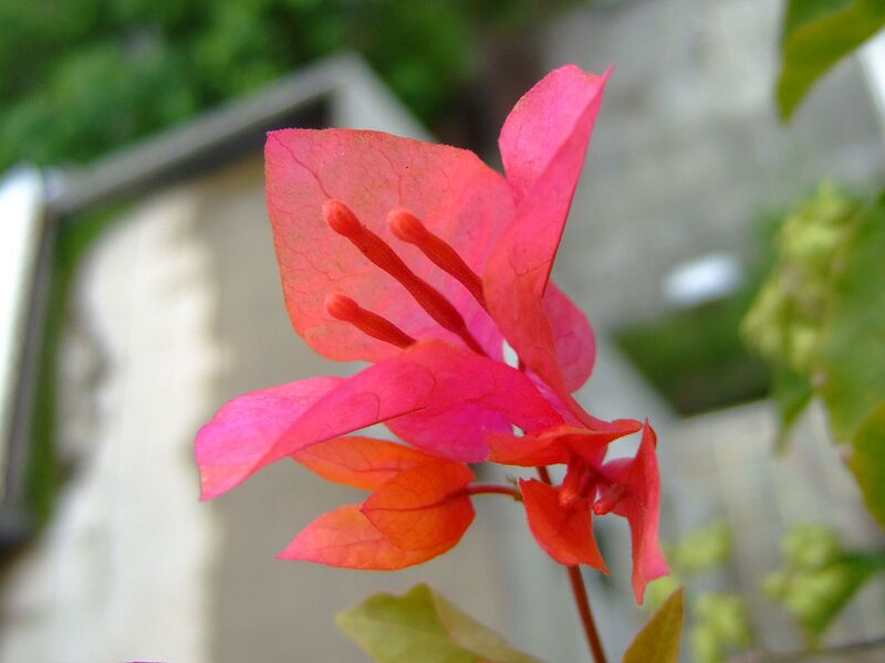 File:1280px-九重葛 Dscf8152-24.jpg