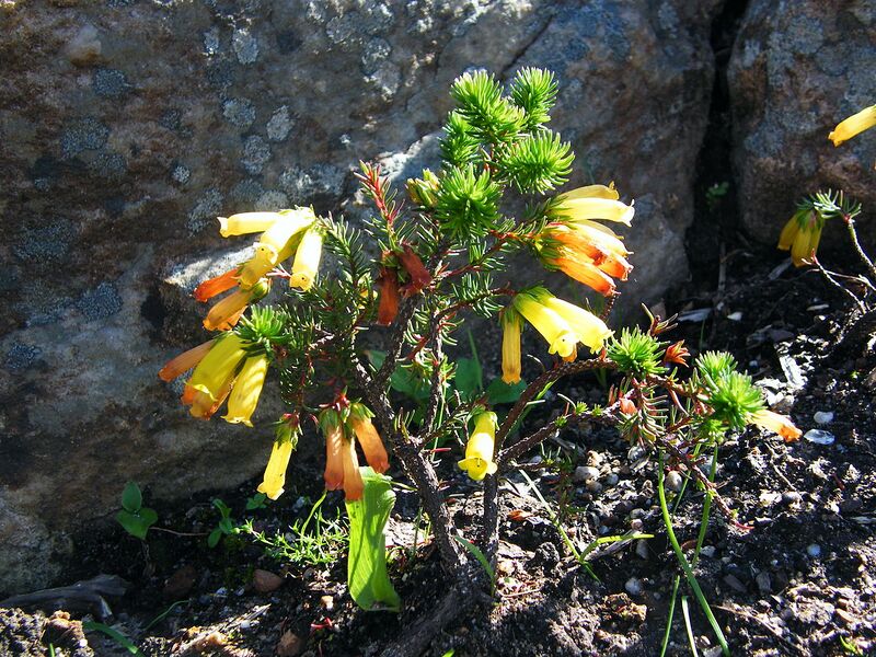 File:1280px-Erica nana.JPG