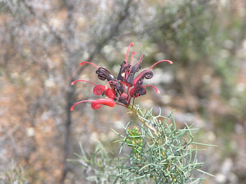 File:1280px-Grevillea bipinnatifida.JPG