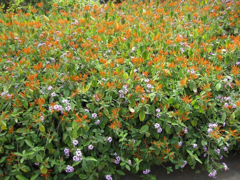 File:1280px-IMG 4514 hunt0904.jpg