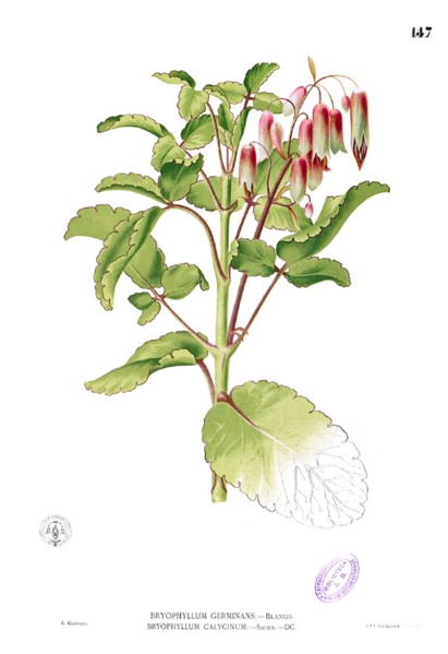 File:527px-Kalanchoe pinnata Blanco1.147.png