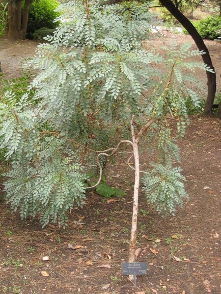 File:576px-IMG 6944 hunt09jun.jpg