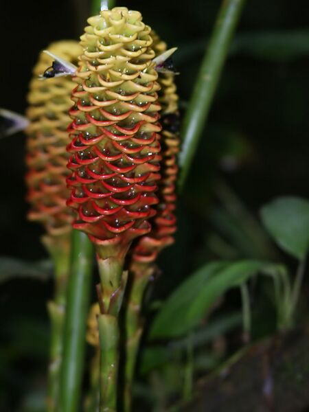 File:768px-Zingiber spectabile (inflorescense).jpg