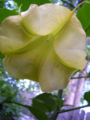 A recently open Brugmansia flower